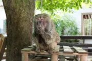 Pamoya Pavian ist untröstlich. Sie muss unbedingt den Schlüssel zu ihrem Gehege wiederbekommen. Ohne ihn kann sie nicht zurück.