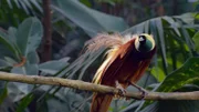 Ein großer Paradiesvogel sitzt auf einem Ast.
