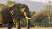 Ein Elefant steht in der Savanne bei Sonnenuntergang.