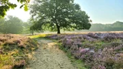 Die Ginselse Heide ist ein Naturparadies nordwestlich von Arnheim.