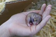 Anna hält ein sechs Tage altes Feldhamsterbaby in Händen. Bei der Geburt wiegt es nur fünf Gramm.