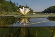 Die Wildform unserer heimischen Seerose ist eine wahre Schönheit und die nähere, vorsichtige Betrachtung während eines Bades in einem See ist stets lohnenswert.