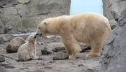 Eisbärbaby mit Mutter Valeska auf der Freianlage im Zoo am Meer Bremerhaven.
