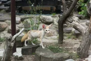 Wilson Wüstenfuchs ist von seinem heimlichen Ausflug aus dem Tierpark gar nicht mehr begeistert. Er hat die Orientierung verloren und findet nicht mehr zurück.