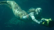 Rikki (Cariba Heine) will unbedingt beim "Junioren Filmfestival" gewinnen und dreht daher etwas noch nie dagewesenes: einen Unterwasserfilm über Haie.