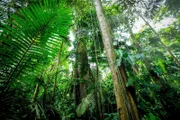 Nirgendwo ist die Vielfalt an Pflanzen größer als in den Tropen - wie etwa in diesem tropischen Regenwald in Costa Rica.