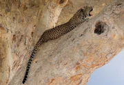 Ruaha-Nationalpark, Tansania - Leopard in einem Baum (TMFS/Marc Mol)