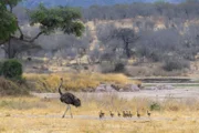 Ruaha National Park, Tansania - Strauß mit Küken