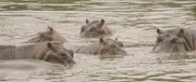 Seit einigen Jahren breiten sich Flusspferde in Kolumbiens Gewässern aus. Die ersten Tiere stammten aus dem Privatzoo des Drogenbosses Pablo Escobar.