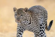 Ruaha-Nationalpark, Tansania - Männlicher Leopard auf der Lichtung (TMFS/Marc Mol)