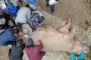 Die Sterilisation eines Flusspferdes ist ein Wagnis, da bisher unerforscht ist, wie viel Narkosemittel so ein tonnenschweres Tier braucht.