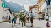 Almabtrieb in Pfunds.