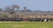 Eine große Büffelherde hat sich im Flussbett versammelt – vielleicht eine Gelegenheit für die Löwin, Beute zu machen.