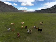 Wildes Patagonien: Die einsamen Weiten des Nationalparks sind Lebensraum zahlreicher Tierarten.