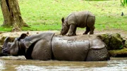 Nashorn-Weibchen Asha mit Nashornkalb Akeno.