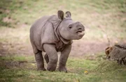 baby rhino