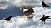 Riesen-Seeadler finden auf Hokkaido perfekte Bedingungen zum Überwintern. Viele Vögel kommen aus dem benachbarten Russland und bleiben bis zum Frühjahr in Japan.