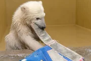 Eisbärbaby Lale lernt dazu.