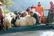 An den sogenannten Schäfertagen dreht sich eine Woche lang alles um die Schwarznasenschafe. Sie werden gebadet, frisiert und herausgeputzt für den alljährlichen Schönheitswettbewerb.