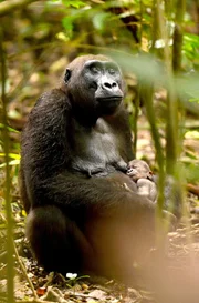 Gorillamutter Mokebo säugt ihr neugeborenes Baby.