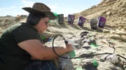 Fossilienpräparatorin Laura Rooney entfernt Gestein von einem 150 Millionen Jahre alten Allosaurus-Skelett mit einem Luftdruckstichel an der Ausgrabungsstätte „Jurassic Mile“ in Wyoming, USA.