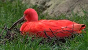 Ein Ibis-Weibchen brütet auf Steinen - wenig überraschend - vergebens.