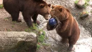 Die Kamtschatkabären toben mit einer Bowlingkugel.
