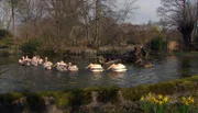 ARD/NDR LEOPARD, SEEBÄR UND CO., Folge 96, "Fischladung aus Down Under". Die Pelikane im Teich von Hagenbeck.
