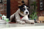 Parson-Russell-Terrier Kalle hat es sich auf dem Schreibtisch des Chefs, Revierleiter Eberling, bequem gemacht.