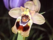 Über 150 Orchideenarten sind aus der Türkei bekannt. Zu ihnen zählen viele farbenprächtige Ragwurzarten, die mit ihren außergewöhnlich geformten Blüten oftmals Hummeln, Bienen oder auch Fliegen ähneln.
