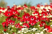 Prachtvolle Anemonenblüte an der türkischen Ägäisküste. Die meisten Anemonenarten stammen aus den gemäßigten Zonen Asiens.
