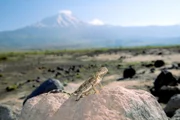 Zu Füßen des erloschenen Vulkans Ararat erstreckt sich eine weite Ebene in der skurrile Krötenkopfagamen leben.