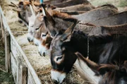 Auf seiner Eselfarm ermöglicht Darko Saveljic den oft vernachlässigten Eseln ein artgerechtes Leben.