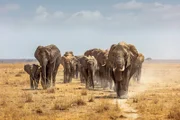 Große Herde afrikanischer Elefanten schreitet auf einem Pfad im trockenen Seebett des Amboseli-Nationalparks voran