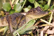 Junge Krokodilkaimane ernähren sich vorwiegend von Schnecken und Insekten.
