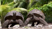 Riesenlandschildkröten.