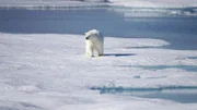 Die Klimaforscher auf der „Healy“ müssen immer mit Eisbären rechnen.