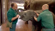 Elefantenkind Rani wird von Michael Schmidt und Thorsten Köhrmann für Notfälle an ein Halsband gewöhnt.