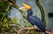 Nashornvogel Manu.