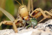 Die große Sägeschrecke gehört mit bis zu 10 cm Länge zu den größten Insekten Europas.