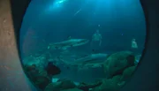 Dr. Guido Westhoff ist stolz auf das große Hai-Atoll im Tropen-Aquarium.