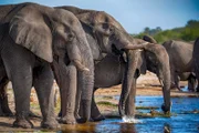 In Botswana bewegen sich Elefanten und Menschen in unmittelbarer Nähe – ein intensiver Moment der Koexistenz zwischen Wildtier und Beobachter.