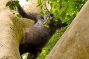Gorillas ernährend sich hauptsächlich vegetarisch. Dieses Weibchen sammelt Feigen.