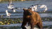 Ein Braunbär auf der Jagd nach Lachsen.