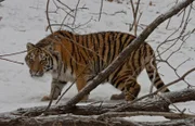 Amur-Tiger sind die größten Katzen der Welt.