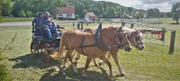Der Reit-und Fahrverein hat ein Probetraining organisiert, denn endlich soll es wieder ein Reitfest in Ifta geben. Es ist das 21. in der Vereinsgeschichte.