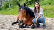 Der amerikanische Mustang Brownie ist schon seit mehreren Jahren in Deutschland. Brownie ist mittlerweile nicht nur ein tolles Reitpferd, sondern er hat auch ein paar Tricks gelernt. Auf Kommando legt er sich hin.