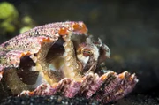 In der Muschelschale hat sich ein Oktopus versteckt.