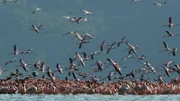 Flamingos im Elmenteitasee in Kenia. Er liegt im Ostafrikanischen Graben, einem Teil des Great Rift Valley, einer tektonisch hochaktiven Region mit zahlreichen Vulkanen.