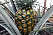 Die Ananas in den Gewächshäusern des einst fürstlichen Küchengartens geht auf Pückler zurück. Der Fürst liebte Ananas-Marmelade. Zudem galt die Ananas im 19. Jahrhundert als Frucht der Könige und war ein Pestige-Objekt.
